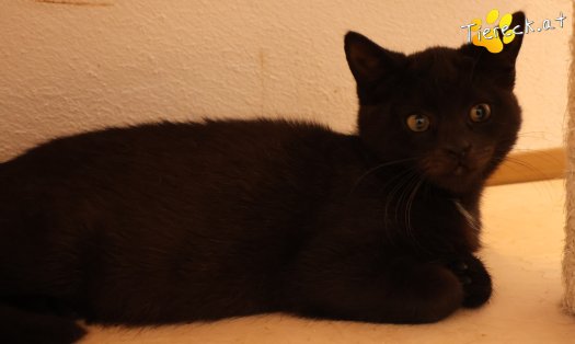 Katze Bradley (Foto by Tiereck.at - Lavanttaler Tierhilfe)