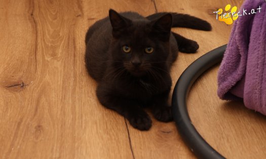 Katze Bradley (Foto by Tiereck.at - Lavanttaler Tierhilfe)