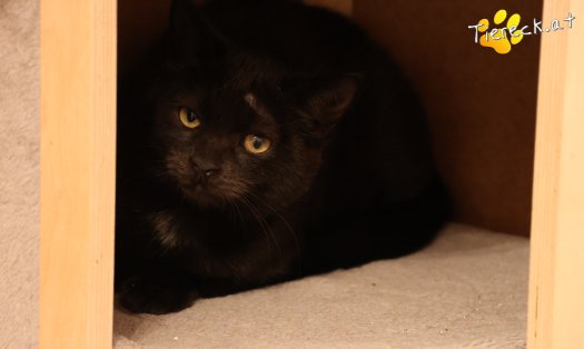 Katze Bradley (Foto by Tiereck.at - Lavanttaler Tierhilfe)