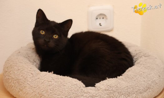 Katze Bradley (Foto by Tiereck.at - Lavanttaler Tierhilfe)