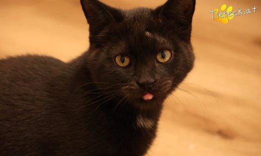 Katze Bradley (Foto by Tiereck.at - Lavanttaler Tierhilfe)