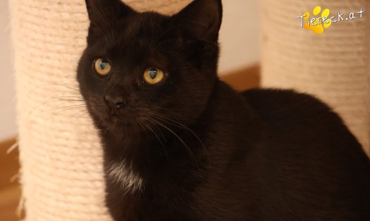 Katze Bradley (Foto by Tiereck.at - Lavanttaler Tierhilfe)