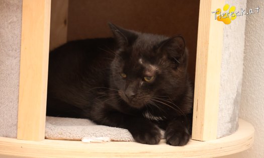 Katze Bradley (Foto by Tiereck.at - Lavanttaler Tierhilfe)