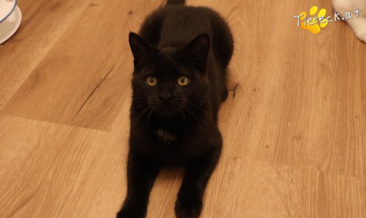 Katze Bradley (Foto by Tiereck.at - Lavanttaler Tierhilfe)