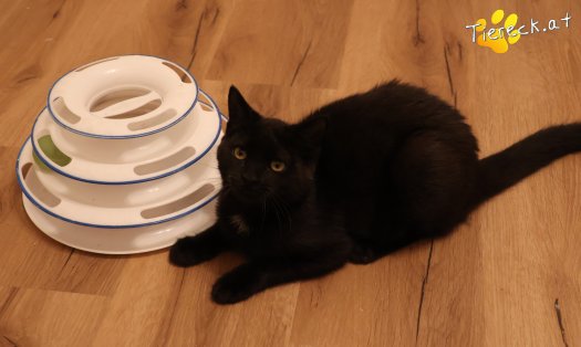 Katze Bradley (Foto by Tiereck.at - Lavanttaler Tierhilfe)