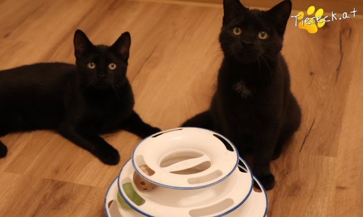 Katze Bradley (Foto by Tiereck.at - Lavanttaler Tierhilfe)