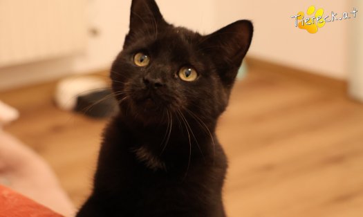 Katze Bradley (Foto by Tiereck.at - Lavanttaler Tierhilfe)