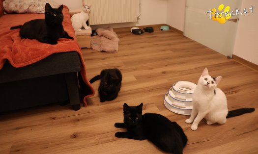 Katze Bradley (Foto by Tiereck.at - Lavanttaler Tierhilfe)