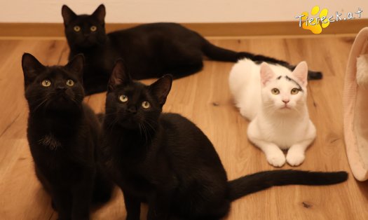 Katze Bradley (Foto by Tiereck.at - Lavanttaler Tierhilfe)