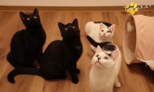 Katze Bradley (Foto by Tiereck.at - Lavanttaler Tierhilfe)