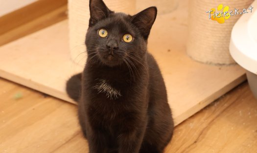 Katze Bradley (Foto by Tiereck.at - Lavanttaler Tierhilfe)