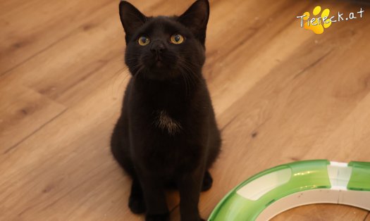 Katze Bradley (Foto by Tiereck.at - Lavanttaler Tierhilfe)