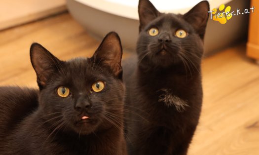 Katze Bradley (Foto by Tiereck.at - Lavanttaler Tierhilfe)