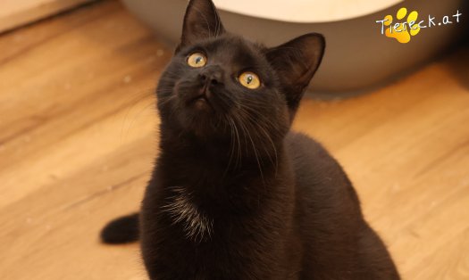 Katze Bradley (Foto by Tiereck.at - Lavanttaler Tierhilfe)