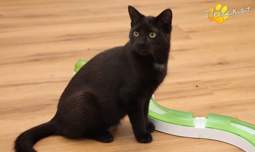 Katze Bradley (Foto by Tiereck.at - Lavanttaler Tierhilfe)