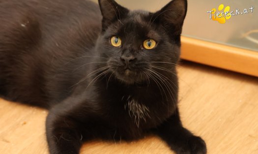 Katze Bradley (Foto by Tiereck.at - Lavanttaler Tierhilfe)