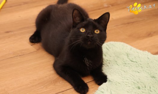 Katze Bradley (Foto by Tiereck.at - Lavanttaler Tierhilfe)