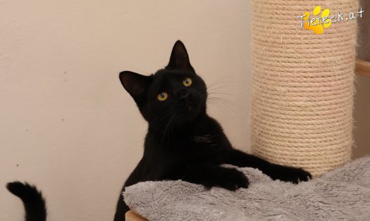 Katze Bradley (Foto by Tiereck.at - Lavanttaler Tierhilfe)