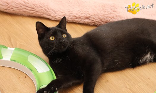 Katze Bradley (Foto by Tiereck.at - Lavanttaler Tierhilfe)