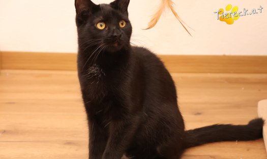 Katze Bradley (Foto by Tiereck.at - Lavanttaler Tierhilfe)