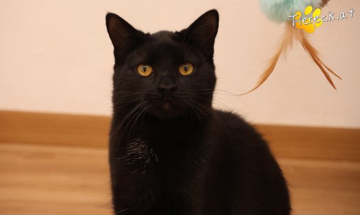 Katze Bradley (Foto by Tiereck.at - Lavanttaler Tierhilfe)