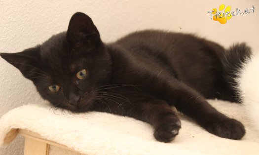 Katze Bianca (Foto by Tiereck.at - Lavanttaler Tierhilfe)