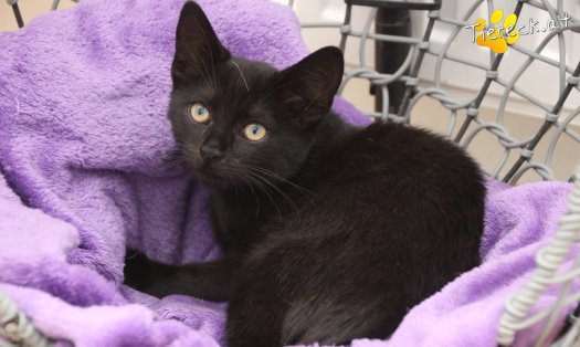 Katze Bianca (Foto by Tiereck.at - Lavanttaler Tierhilfe)