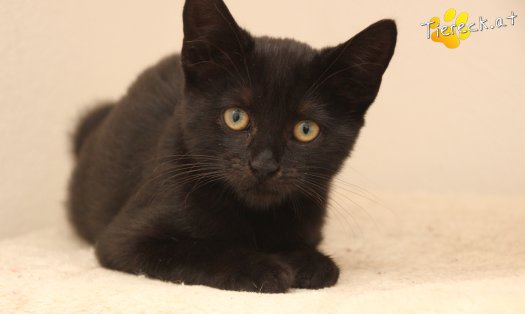 Katze Bianca (Foto by Tiereck.at - Lavanttaler Tierhilfe)