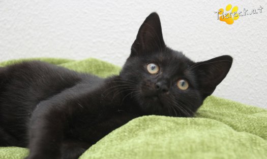 Katze Bianca (Foto by Tiereck.at - Lavanttaler Tierhilfe)