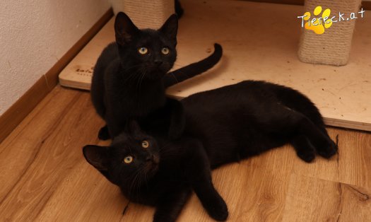 Katze Bianca (Foto by Tiereck.at - Lavanttaler Tierhilfe)