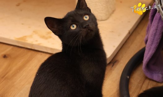 Katze Bianca (Foto by Tiereck.at - Lavanttaler Tierhilfe)