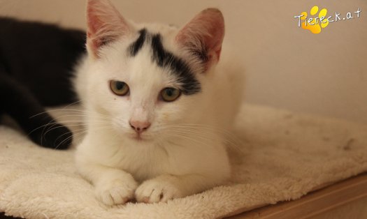 Katze Yuki (Foto by Tiereck.at - Lavanttaler Tierhilfe)