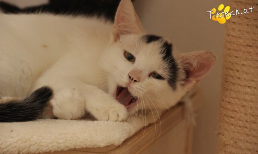 Katze Yuki (Foto by Tiereck.at - Lavanttaler Tierhilfe)
