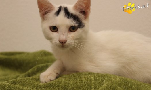 Katze Yuki (Foto by Tiereck.at - Lavanttaler Tierhilfe)