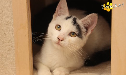 Katze Yuki (Foto by Tiereck.at - Lavanttaler Tierhilfe)