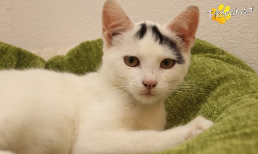 Katze Yuki (Foto by Tiereck.at - Lavanttaler Tierhilfe)