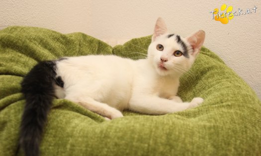Katze Yuki (Foto by Tiereck.at - Lavanttaler Tierhilfe)