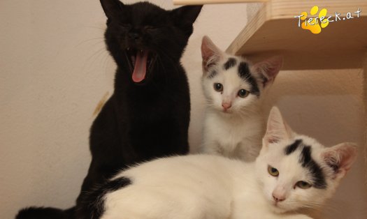 Katze Yuki (Foto by Tiereck.at - Lavanttaler Tierhilfe)