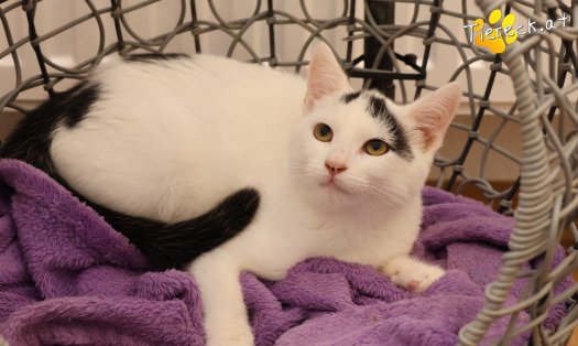 Katze Yuki (Foto by Tiereck.at - Lavanttaler Tierhilfe)