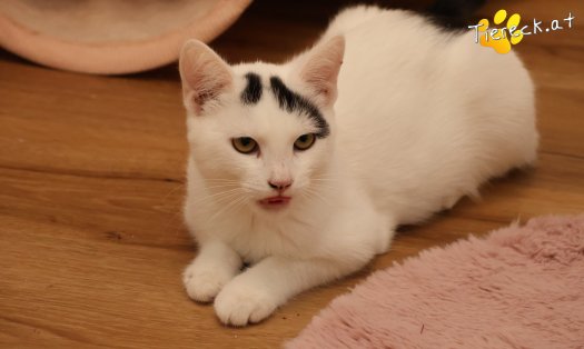Katze Yuki (Foto by Tiereck.at - Lavanttaler Tierhilfe)