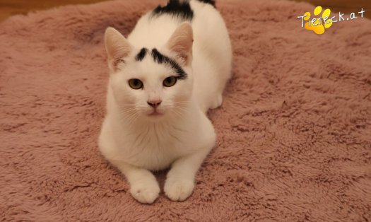 Katze Yuki (Foto by Tiereck.at - Lavanttaler Tierhilfe)