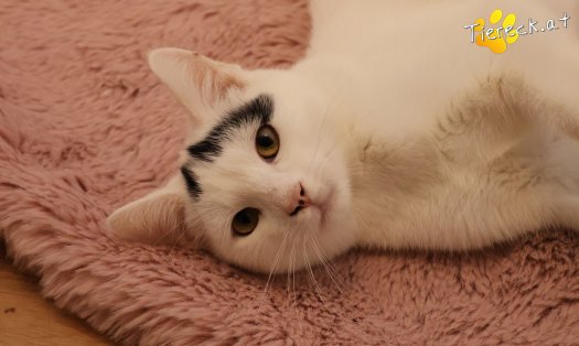 Katze Yuki (Foto by Tiereck.at - Lavanttaler Tierhilfe)