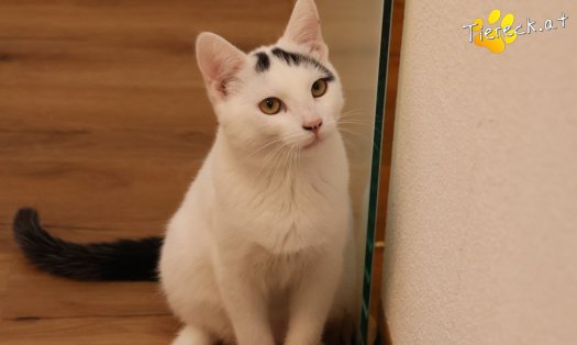 Katze Yuki (Foto by Tiereck.at - Lavanttaler Tierhilfe)