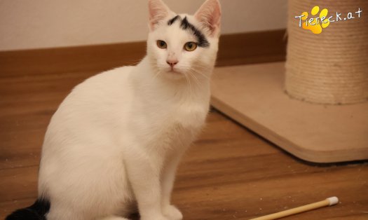 Katze Yuki (Foto by Tiereck.at - Lavanttaler Tierhilfe)