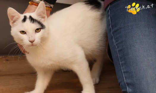 Katze Yuki (Foto by Tiereck.at - Lavanttaler Tierhilfe)