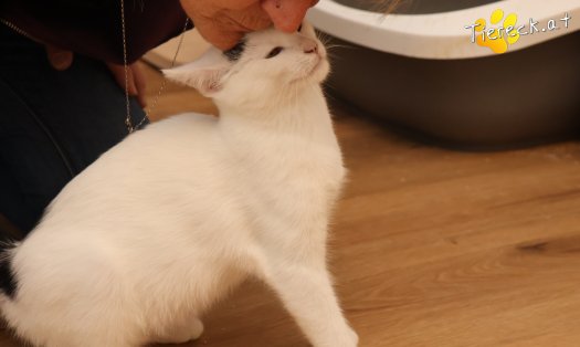 Katze Yuki (Foto by Tiereck.at - Lavanttaler Tierhilfe)