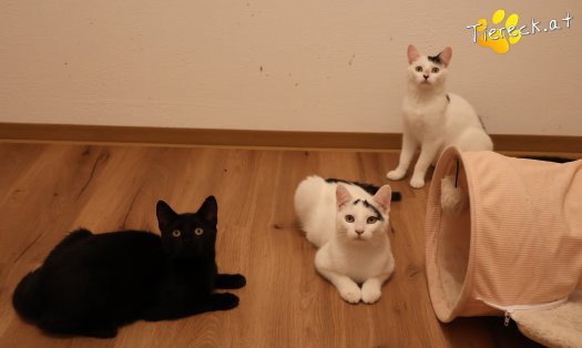 Katze Yuki (Foto by Tiereck.at - Lavanttaler Tierhilfe)