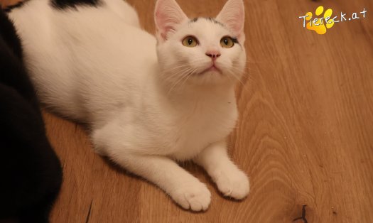 Katze Yuki (Foto by Tiereck.at - Lavanttaler Tierhilfe)