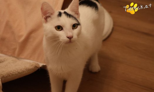Katze Yuki (Foto by Tiereck.at - Lavanttaler Tierhilfe)