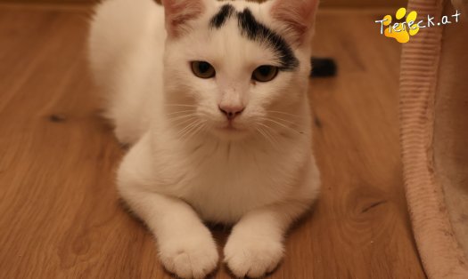 Katze Yuki (Foto by Tiereck.at - Lavanttaler Tierhilfe)